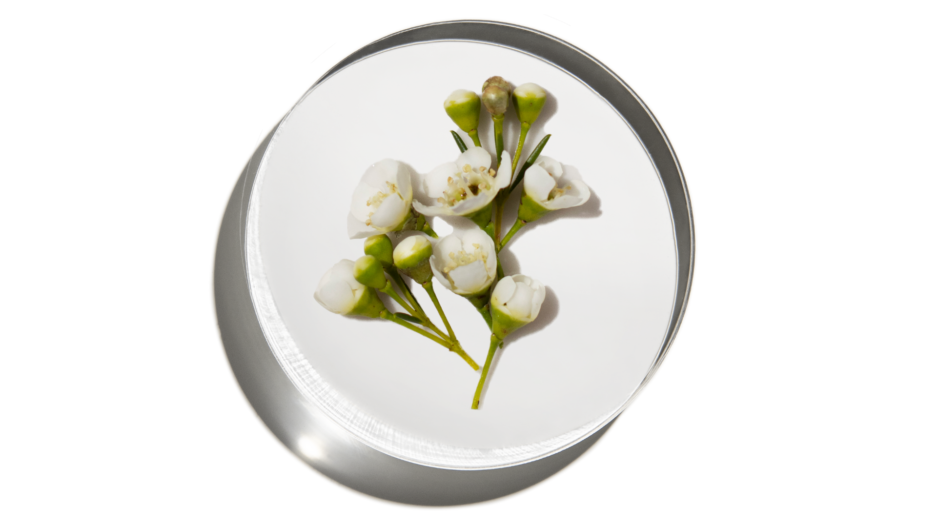 What is Bacopa?