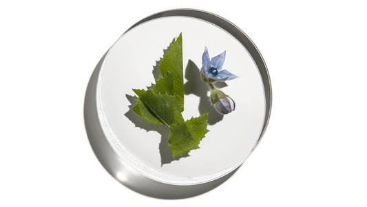 What is Borage?