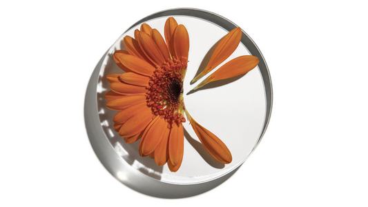 What is Echinacea?