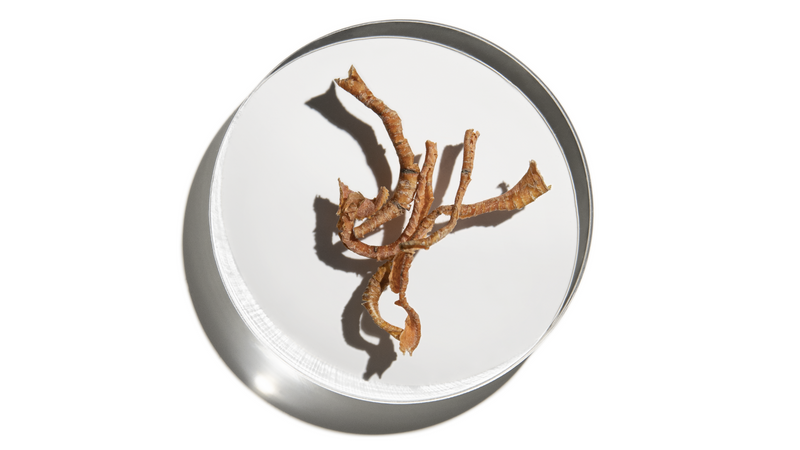 Qu'est-ce que le Reishi ?