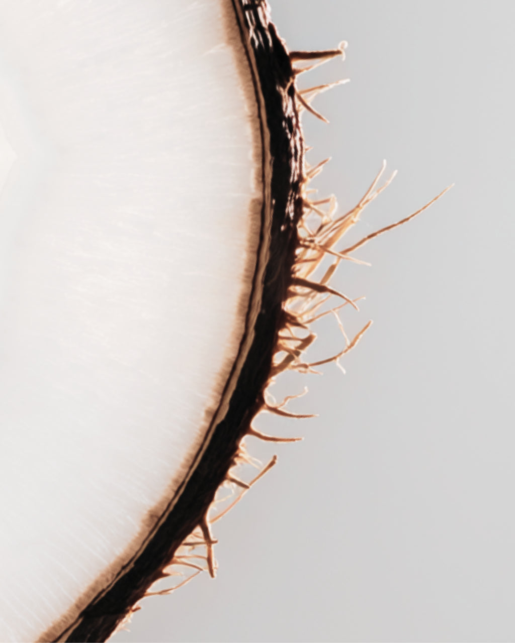 Zoom sur une noix de coco.