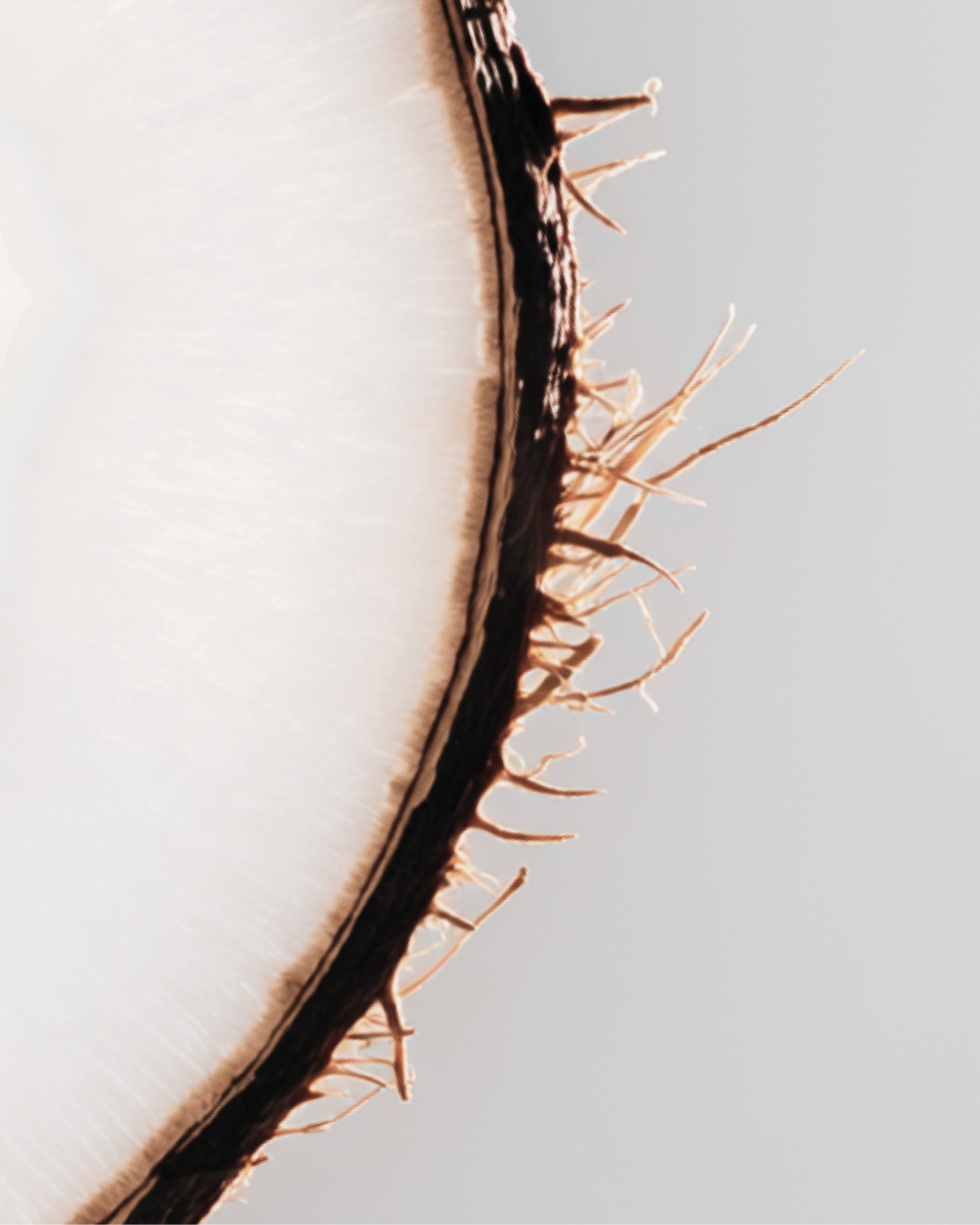 Zoom sur une noix de coco.