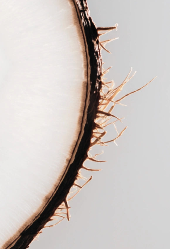 Zoom sur une noix de coco ouverte.